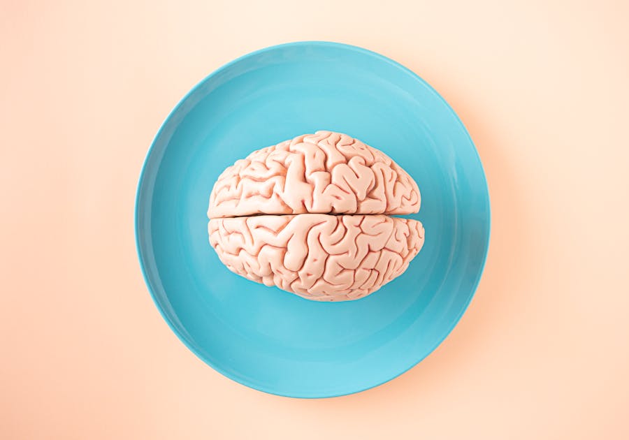 Brain Model on Plate